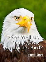 It soars on six-foot wings, graces our currency and stares out from a thousand patriotic murals. But how much do you actually know about the bald eagle?